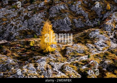 Un alerce solitario amarillo crece junto a una ruta de senderismo cerca del paso de Falzarego en otoño. Foto de stock