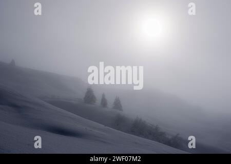 El sol brilla a través de una espesa niebla sobre un paisaje montañoso con pinos por encima del paso Passo Rolle en invierno. San Martino di Castrozza Trentino-Alto A Foto de stock