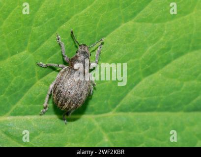 Gorgojo esférico gris (Philopedon plagiatus), escarabajo gris que se arrastra en la superficie de una hoja verde de un Quercus robur o roble alemán o roble de verano Foto de stock
