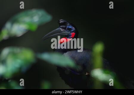 Hornbill de tierra abisiniana masculina (Bucorvus abyssinicus) Foto de stock