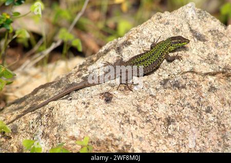 El lagarto ibérico de pared (Posarcis hispanicus) es un lagarto nativo de la Península Ibérica, el sur de Francia y el noroeste de África. Foto de stock