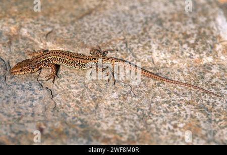 Lagarto de pared ibérica (Podarcis hispanicus) es un lagarto nativo de la Península Ibérica, el sur de Francia y el noroeste de África. Esta foto fue tomada en Ti Foto de stock