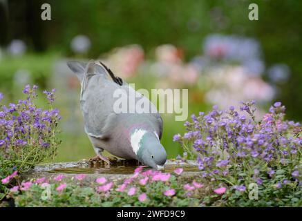 Paloma común Columba palumbus, bebiendo de baño de aves en el jardín, julio. Foto de stock