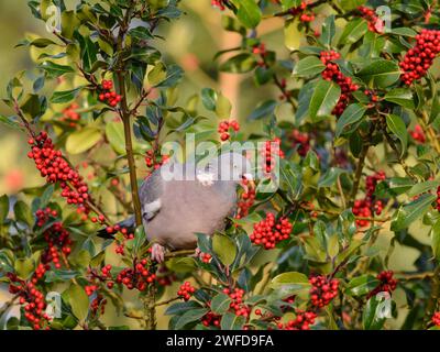 El maderero común Columba palumbus, encaramado en arbusto de holly alimentándose de bayas de holly, noviembre. Foto de stock