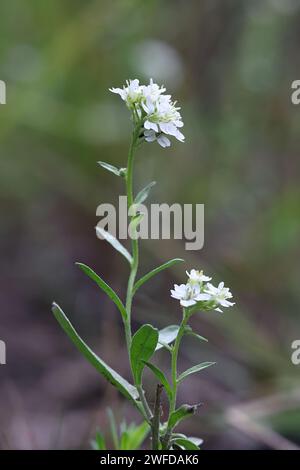 Hoary Alison, Berteroa incana, también conocida como Hoary falso algarrata o Hoary allergen, planta de floración silvestre de Finlandia Foto de stock
