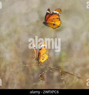 Dos mariposas de tigre llano también conocidas como monarca africana, Danaus chrysippus, volando antes del apareamiento, Fuerteventura, Islas Canarias, España Foto de stock