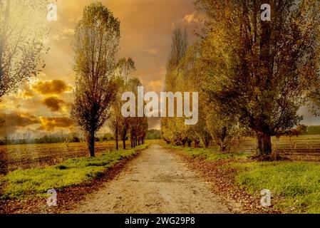 Paisaje pictórico del camino del campo entre filas de árboles cipreses de álamo con rayos de sol poniente en colores de otoño bajo un cielo nublado colorido, tierra Foto de stock