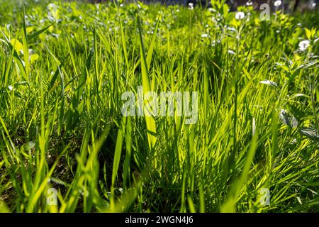 hierba verde y hojas verdes de dientes de león de primer plano, primer plano de hierba y dientes de león en primavera Foto de stock