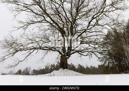 un viejo roble en invierno durante una nevada, cayendo nieve en un campo con un roble solitario sin follaje Foto de stock