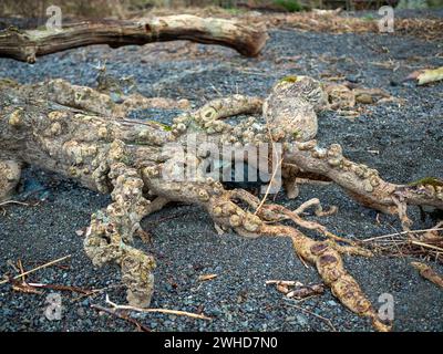 Araña mirando las raíces expuestas de los árboles en la orilla de un lago, la tierra ha sido lavada de debajo de ellos Foto de stock