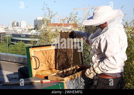 '30.05.2023, Alemania, Berlín, Berlín - El apicultor aloja un enjambre de abejas en una caja de abejas en una terraza en la azotea. 00S230530D276CAROEX.JPG [VERSIÓN DEL MODELO: SÍ, P Foto de stock