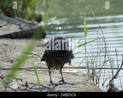 El coot eurasiático sacuda el agua de sus plumas. El coot común se seca cerca de un estanque Foto de stock