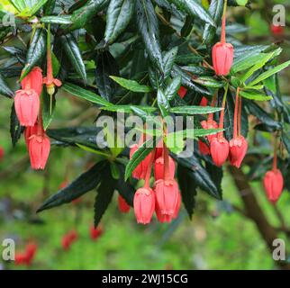 La campana de color rojo brillante como las flores del árbol de linterna chileno (Crinodendron hookerianum) o (tricuspidaria lanceolata), Cornualles, Inglaterra, Reino Unido Foto de stock