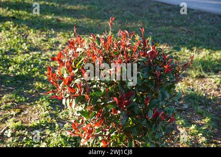 Un arbusto de photinia fraseri robin rojo con hojas rojas y verdes en un jardín en Ática, Grecia Foto de stock