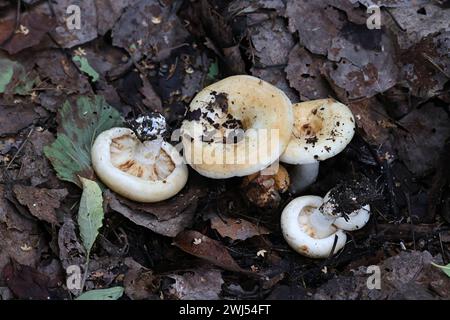 Lactarius evosmus, anteriormente llamado Lactarius zonarius, comúnmente conocido como milkcap afrutado, hongo silvestre de Finlandia Foto de stock