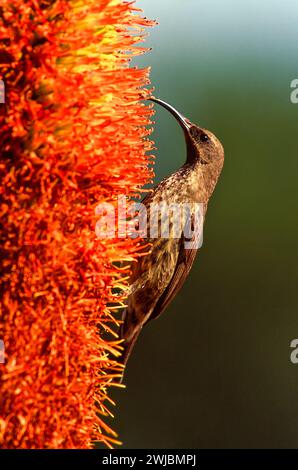 Amethyst sunbird o black sunbird Chalcomitra amethystina se alimenta de aloe flower South Africa Foto de stock