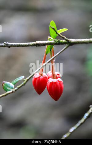 La campana roja brillante como flores del árbol de linterna chilena (Crinodendron hookerianum) o (tricuspidaria lanceolata) Foto de stock
