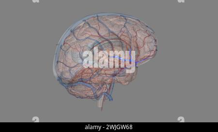 las venas cerebrales medias la vena cerebral media superficial y la