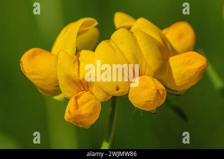 Flor amarilla macro di lotus corniculatus Foto de stock