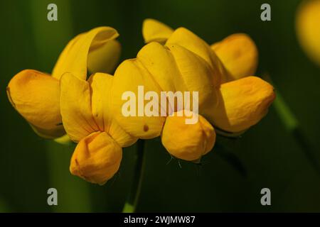 Flor amarilla macro di lotus corniculatus Foto de stock
