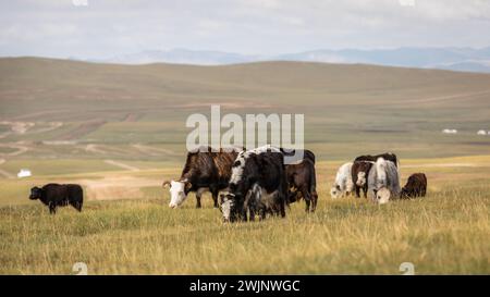 Una manada de yaks de pelo largo deambulan por las estepas de Mongolia, pastando en los verdes pastos del país. Foto de stock