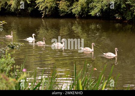 Una familia de cisnes mudos en un río inglés. Foto de stock