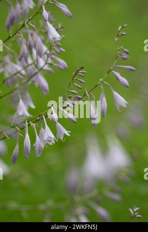 Malve Hosta Flower, es un jardín de casa, Brownsburg-Chatham, Quebec, Canadá Foto de stock