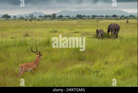 Un impala macho (aepyceros melampus) observa a una elefante africana de sabana (Loxodonta africana) y a su ternera en el Parque Nacional Mikumi en Tanzania. Foto de stock
