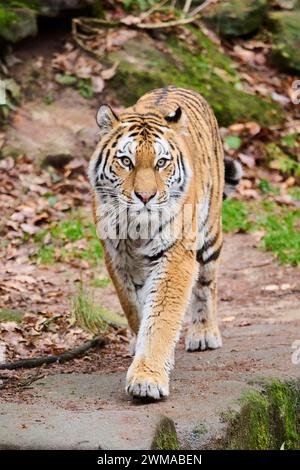 Tigre siberiano (Panthera tigris altaica) caminando en el suelo, cautivo, Alemania Foto de stock