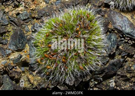 Grimmia pulvinata es un musgo que crece en rocas, paredes, hormigón y troncos de árboles, y se produce en climas templados en todo el mundo. Foto de stock