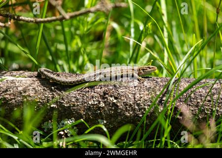 Un lagarto común es tomar un baño de sol Foto de stock