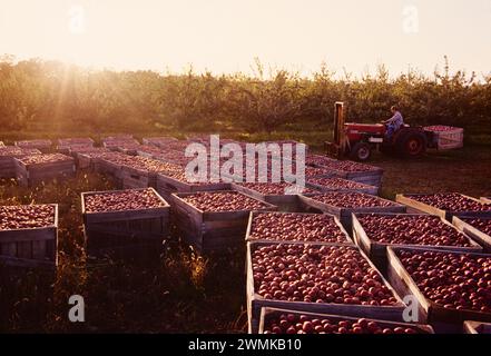 Tractor utilizado para cargar cajas rellenas de manzana recién recogidas en los huertos de Lerew en el condado de Adams. Pensilvania es el quinto productor de manzanas más grande de la U. Foto de stock
