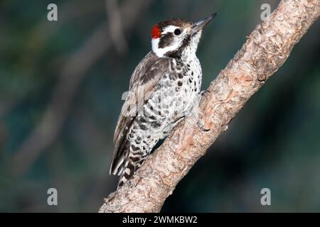 Arizona Woodpecker (Picoides arizonae) en las montañas de Chiricahua en el sureste de Arizona, Estados Unidos; Portal, Arizona, Estados Unidos de América Foto de stock