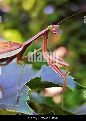 Rezando Mantis descansando sobre una planta Foto de stock