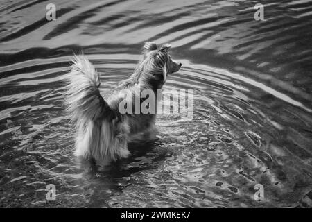 Perro de raza mixta de pastoreo se encuentra en el agua poco profunda cerca del borde del lago, creando ondas concéntricas en el agua Foto de stock