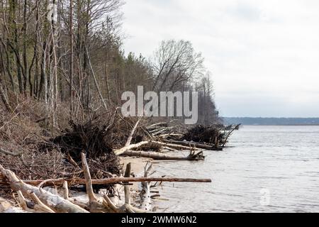 Orilla del río con troncos de árboles caídos y lavados por la tormenta en el banco Foto de stock