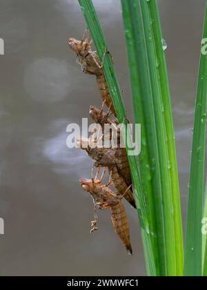 Caso de ninfa de libélula (Odonata sp), 4 en una caña sobre el estanque, Reserva Natural de Bentley Wood, Hampshire Reino Unido, piel fundida llamada exudía Foto de stock