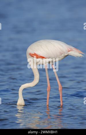 Mayor flamingo (Phoenicopterus roseus) forrajeo, Camargue, Provenza, sur de Francia Foto de stock