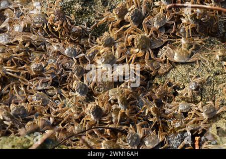 Eriocheir sinensis, Chinesische Wollhandkrabben, cangrejo chino mitón, cangrejo peludo de Shanghai, Geesthacht Foto de stock