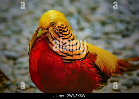 Golden pheasants are walking in a cage Stock Photo