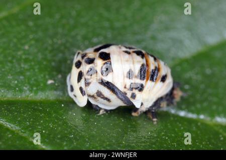 Pupa de escarabajo dama con rayas de crema o mariquita de cuatro puntos (Harmonia quadripunctata). Una mariquita perteneciente a la familia Coccinellidae. Foto de stock