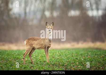 Roe ciervo de pie en un campo verde, día de marzo, el este de Polonia Foto de stock