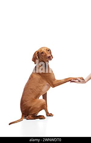 Lindo con mirada inteligente perro húngaro Vizsla dar una pata a su dueño contra fondo de estudio blanco. Mascota joven bien cuidada. Foto de stock