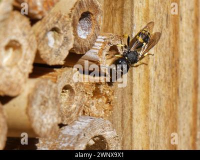 Avispas esfecidas (Ectemnius continuus) buscan un sitio de nido dentro de un hotel de insectos en un jardín, Wiltshire, Reino Unido, julio. Foto de stock
