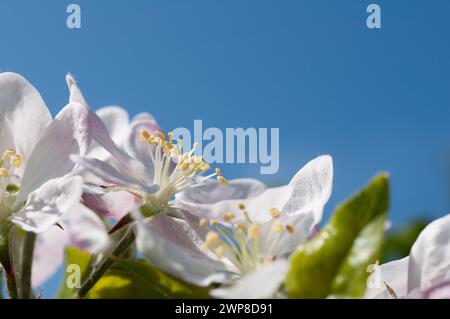 Un primer plano de una flor de manzana (Malus domestica), primavera en Alemania Foto de stock