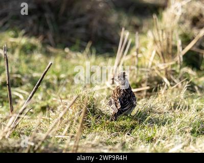 Eurasian Skylark, Alauda arvensis en Islay, Escocia, Reino Unido. Foto de stock