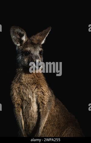 Retrato de un canguro dramático con fondo negro Foto de stock