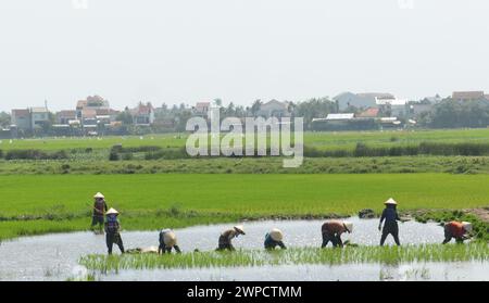 Agricultores vietnamitas trasplantando plántulas de arroz en una granja cerca de Hội An, Vietnam. Foto de stock