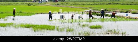 Agricultores vietnamitas trasplantando plántulas de arroz en una granja cerca de Hội An, Vietnam. Foto de stock