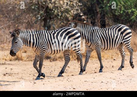 Dos cebras de Crawshay (Equus quagga crawshayi) caminando por la pista en el Parque Nacional del Sur de Luangwa en Zambia, África del Sur Foto de stock